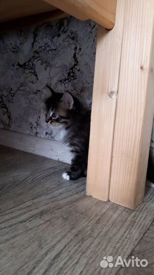 Котята в добрые руки 1 месяц