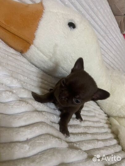 Щеночек чихуахуа мальчик