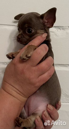 Щенки чихуахуа