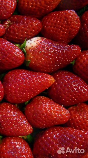 Саженцы клубники