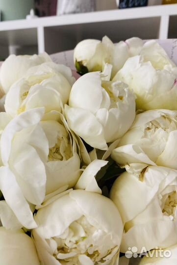 Пионы,цветы,букеты,розы,гипсофила