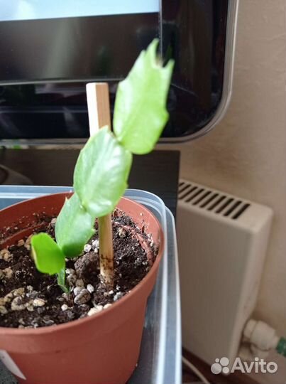 Декабрист шлюмбергера розовый-красный