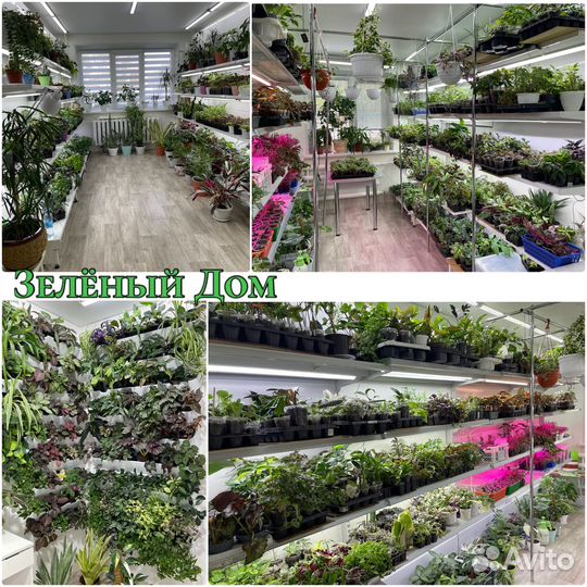 Комнатные растения цветы