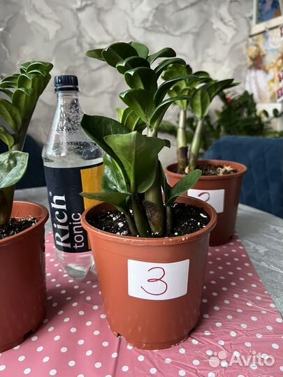 Замиокулькас Зензи