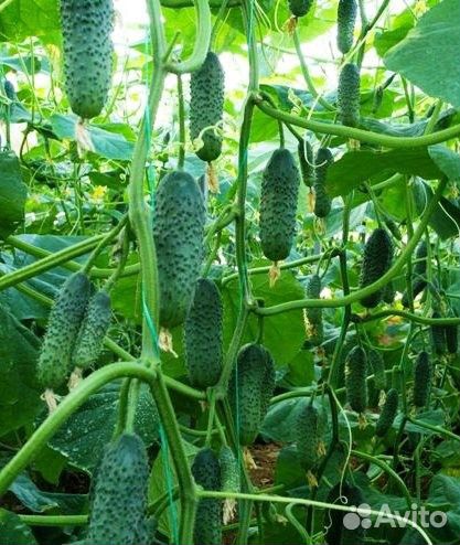 Семена скороспелых огурцов