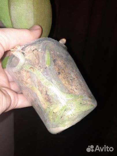 Орхидея фаленопсис Лиодоро