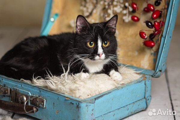 Кошечка Лемурка