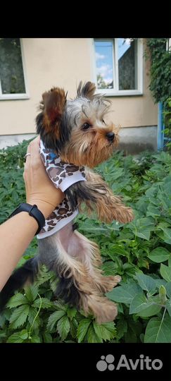 Йоркширский терьер вязка
