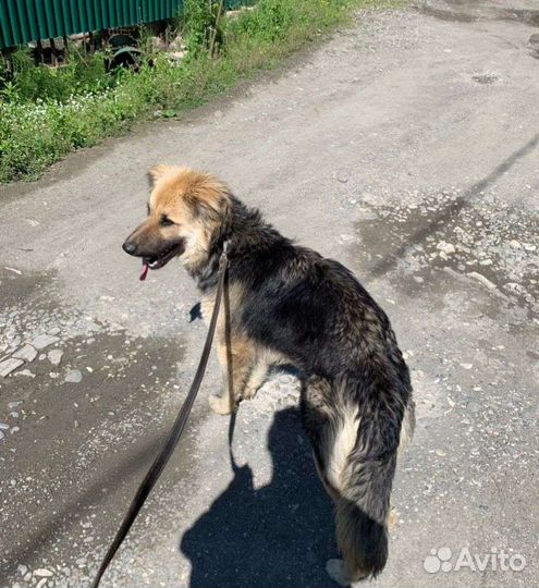 Собака метис немецкой овчарки в добрые руки