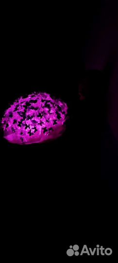 Букеты из бабочек на заказ