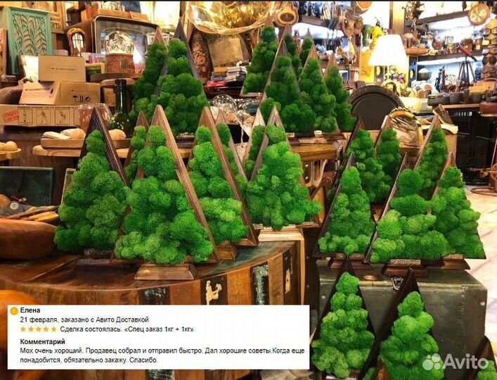 Стабилизированный мох от производителя moss