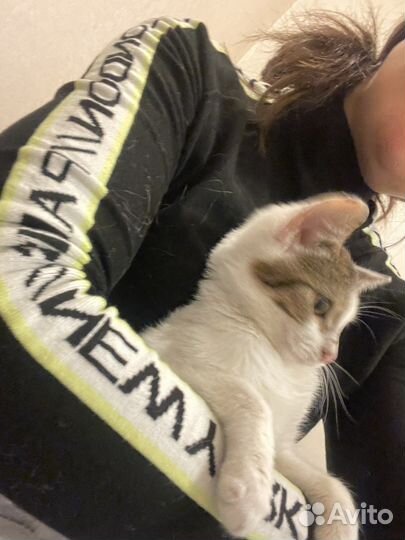 Котёнок в добрые руки