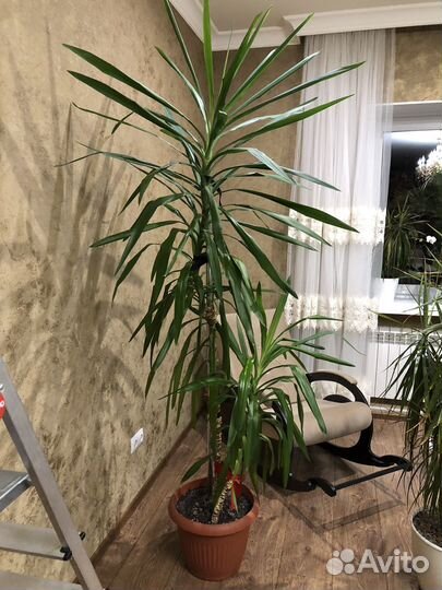 Юкка гигантская