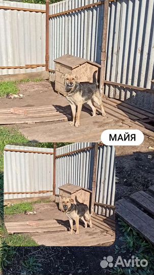 Собачка примерно 3 года