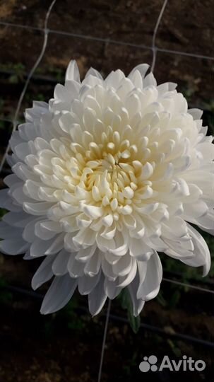 Хризантема