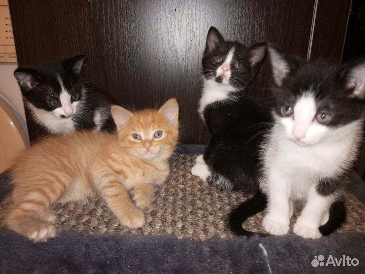 Кошки в добрые руки