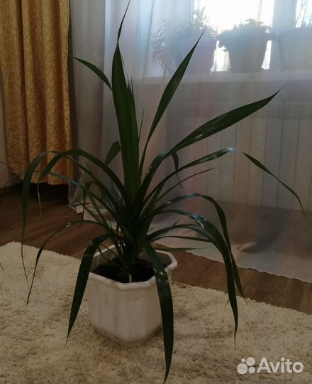 Пальма панданус