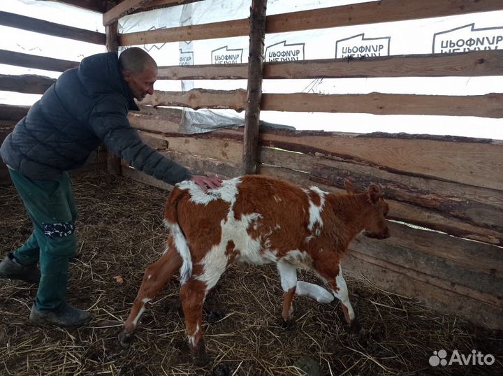 Теленок бычок 4 месяца