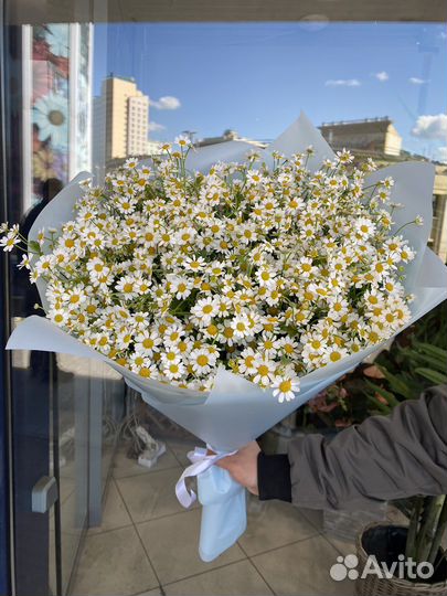 Белая ромашка