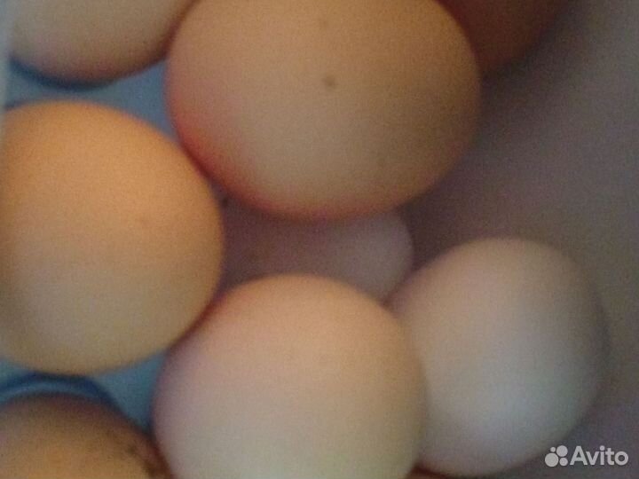 Яйца перепелиные и куриные продаю