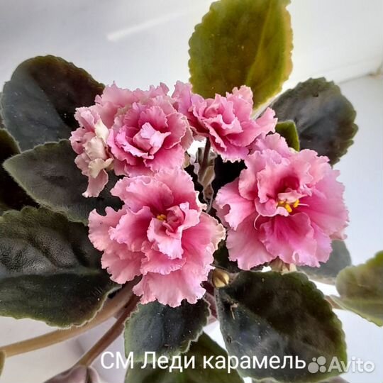 Сортовые фиалки