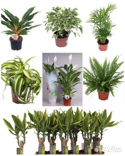 Топ самых полезных комнатных растений