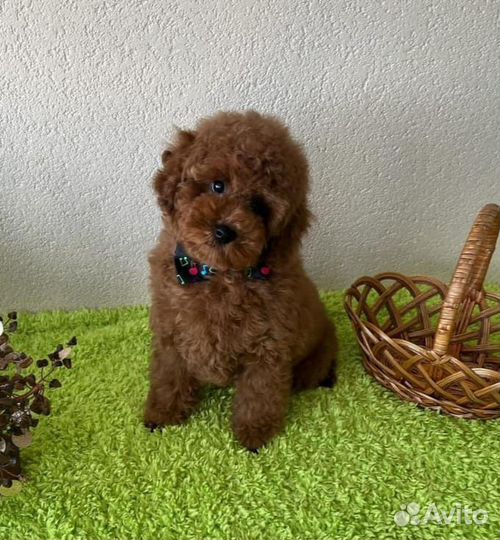 Миниатюрный пудель щенки