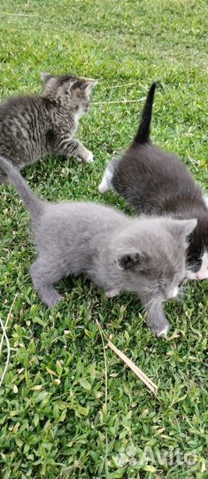 Котята помесь