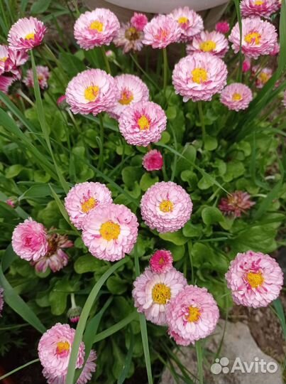 Маргаритки рассада