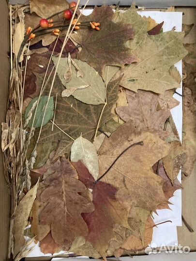 Листья сушеные