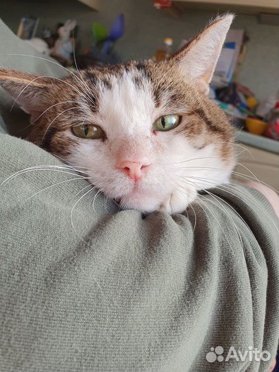 Кот в поиске мамы и дома