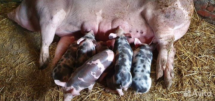 Чистопородный Пьтрен Макстер