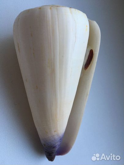 Морские ракушки раковины