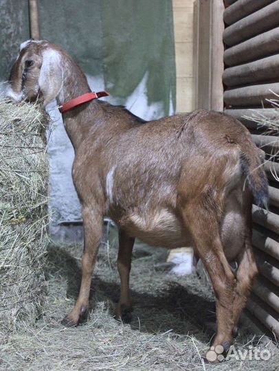 Козы дойные, козлы