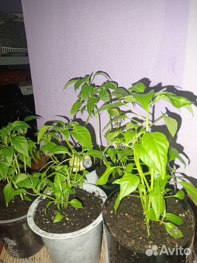 Перец комнатный острый