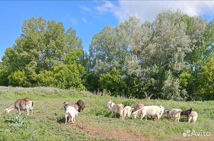 Продаются козы и козлята