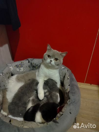 Британские котята короткошёрстная роз продажа