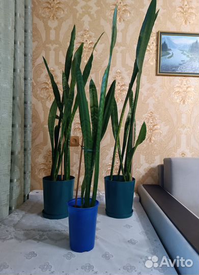 Комнатные растения цветы