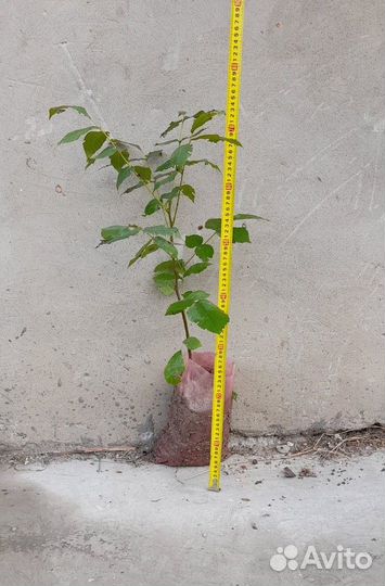 Саженцы грецкого ореха