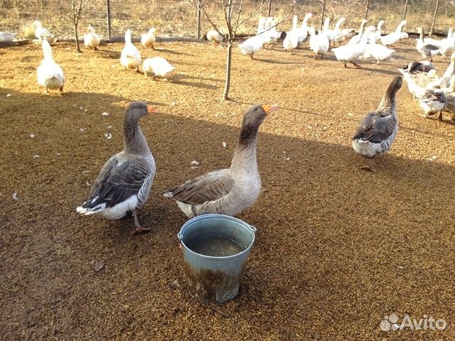 Гуси, утки, бройлеры индейка с Частного Подворья