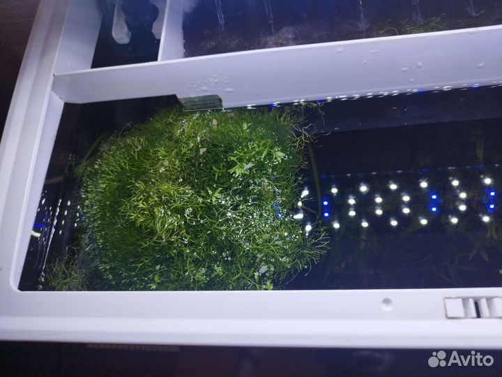 Трава Риччия для аквариума