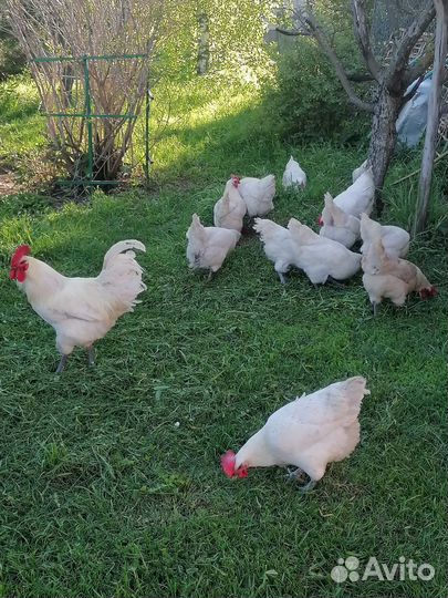 Инкубационное яйцо Брессгальской породы кур