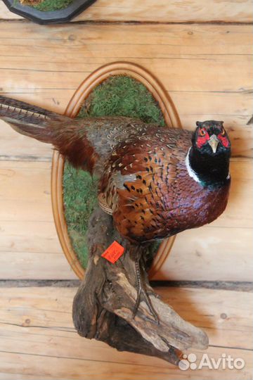 Фазан охотничий таксидермия чучело птиц охота