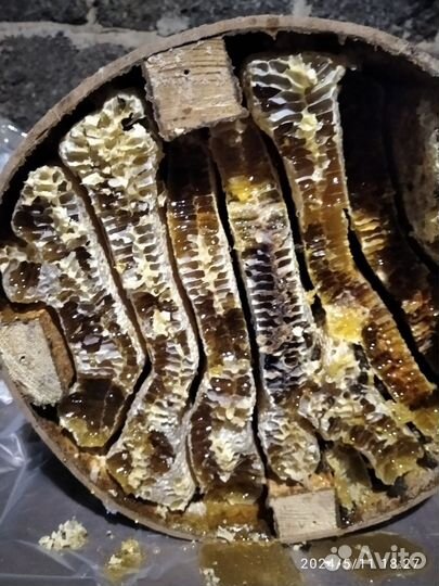 Мед колодный (диких пчёл)