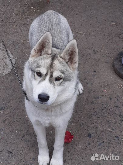 Щенки сибирской хаски