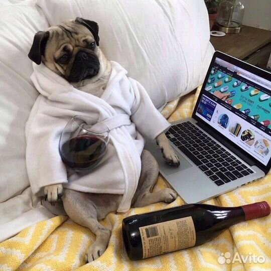 Мопс вязка мальчик