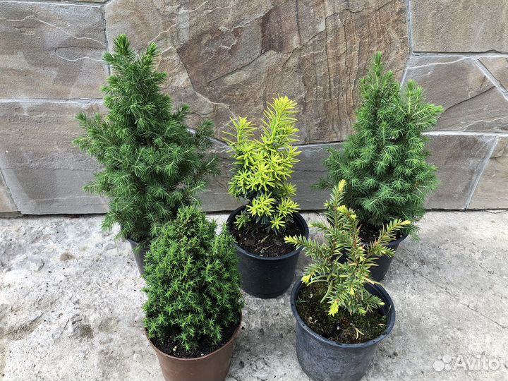 Хвойные малыши