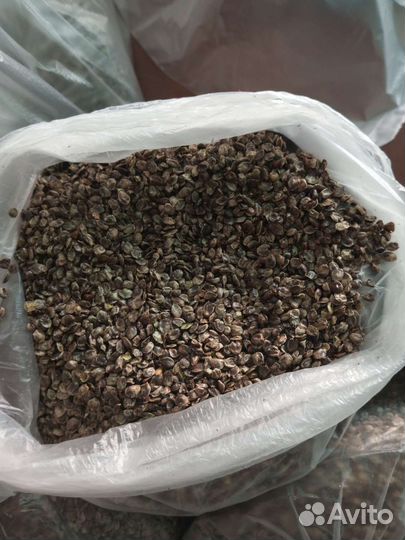 Семена конопли рыболовная