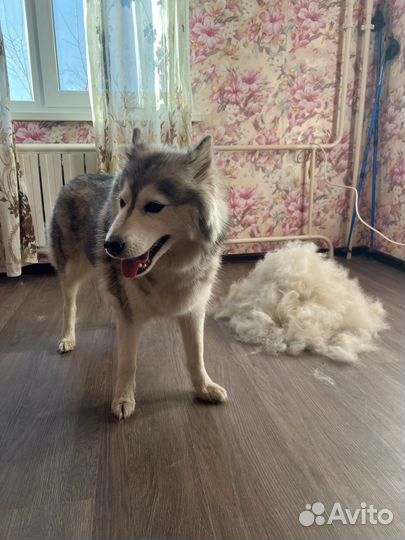 Стрижка и тримминг собак и кошек с выездом/груминг