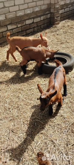 Козлята чешской породы